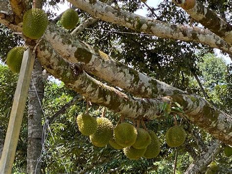 p400 durian|Durian Fruit Farming in the Philippines: A Profitable Business.